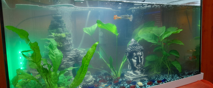 aquarium Mon 60L , de james-zaug