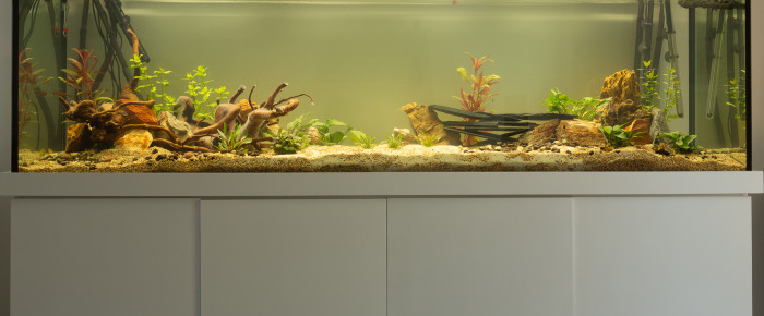 aquarium Amazonien , de Minajo