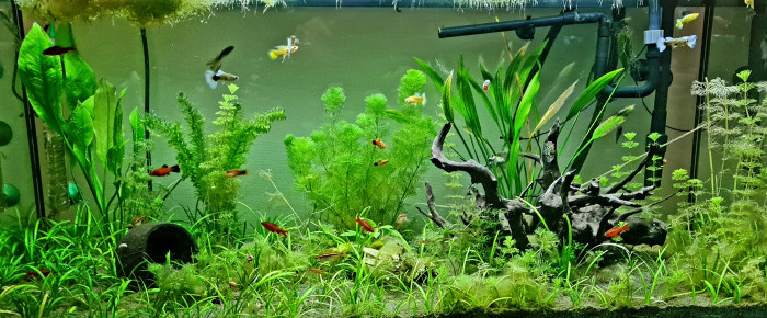 aquarium 180l Communautaire , de LionGad