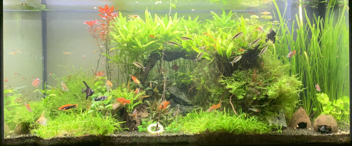 aquarium Juwel Rio 350 , de Ermelo