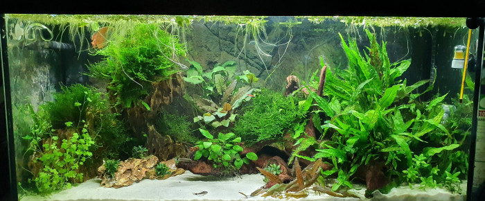 aquarium 120L , de marion_re