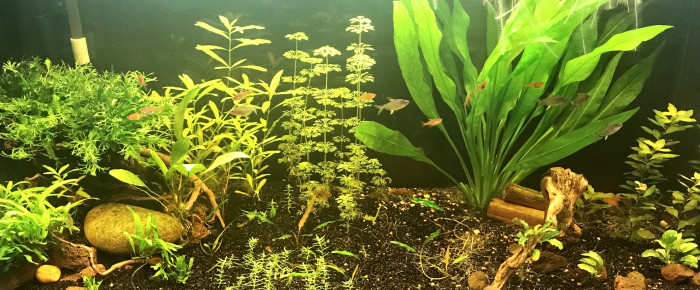 aquarium Maison , de Sandrine5686