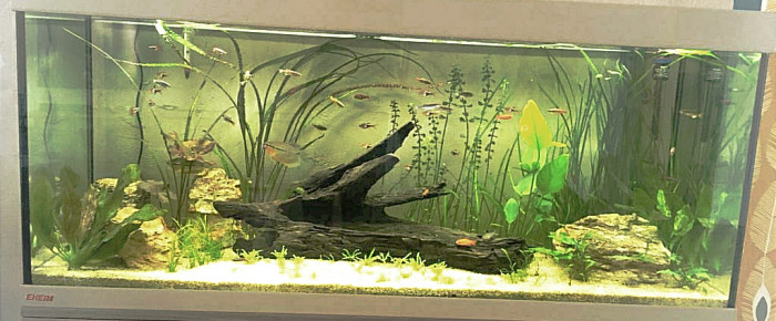 aquarium Eheim Vivaline 240l , de Anto44320