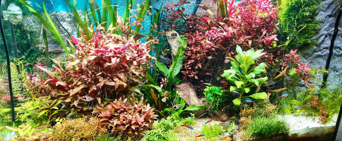 aquarium 200L , de Kaeris