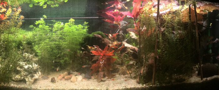 aquarium Rop , de Mulot