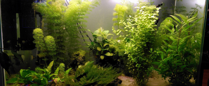 aquarium Bac plante , de Suprems