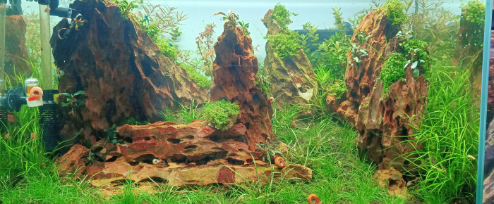 aquarium aquascape 80l , de percy8