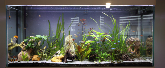 aquarium ciano 250 L , de dadacath