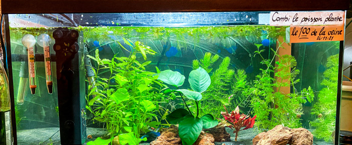 aquarium Bac Espérance , de Ranorin