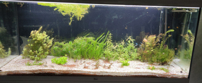 aquarium 450L Discus , de Celine21