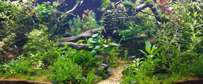 aquarium 360 l , de Dewyzy