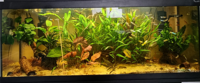 aquarium Sweet River , de Mevew