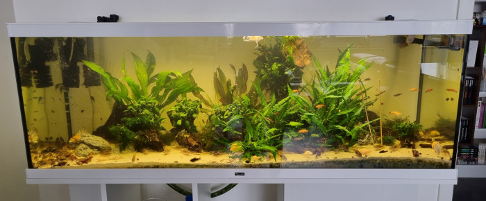 aquarium River Song , de Mevew