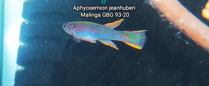 aquarium 342 Réserver Aphyosemion jeanhuberi Malinga GBG 93-20 , de Killi26