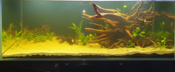 aquarium Biotope amazonien , de Fljagd