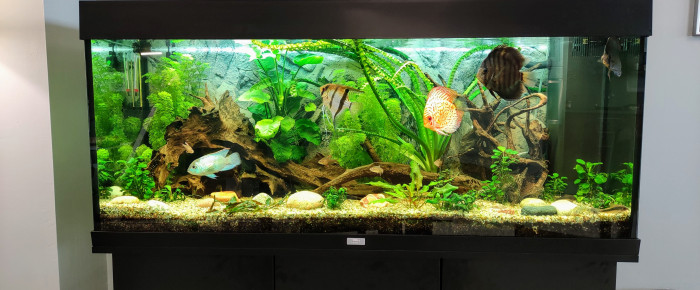 aquarium Communauté amazonienne , de thibaultd