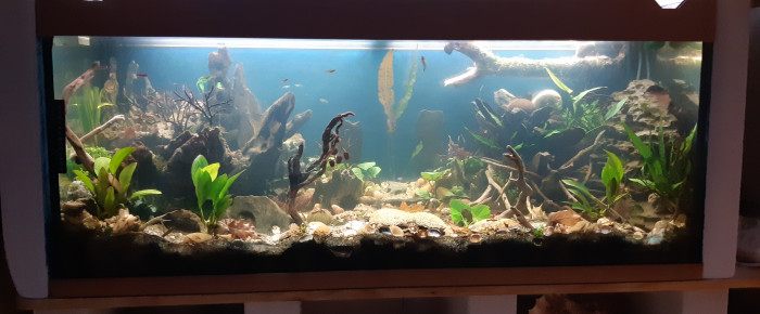 aquarium Mon 1er aquarium , de Sylvain66