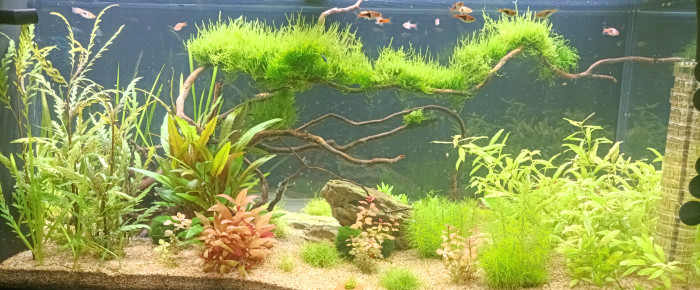 aquarium Biotope asiatique , de Ragzaro