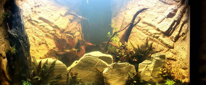 aquarium Trigon , de PhilMaur