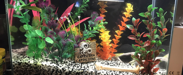 aquarium Fishergane , de MorganeABT