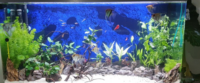 aquarium Ozaka360l , de Bastos.V