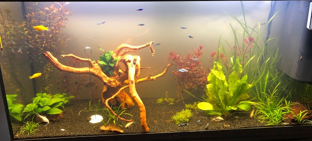 Comment et quand nettoyer le filtre de mon aquarium?