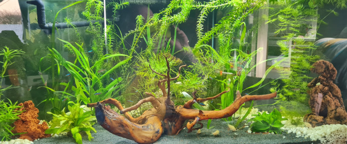 aquarium Js , de Jsibiza6