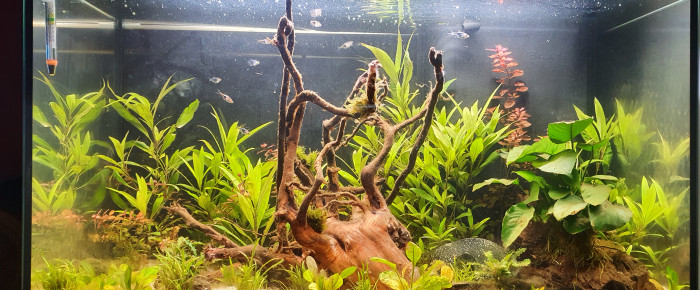 aquarium Bac communautaire , de Loulette69
