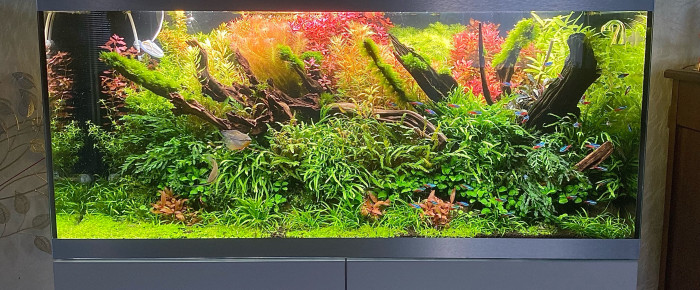 aquarium 300L NA Aquascaping communautaire , de Karine_crp