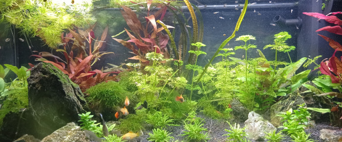 aquarium Le 110L des plapys , de NaelLALOUX