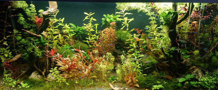 aquarium Oase 300 , de Phil13