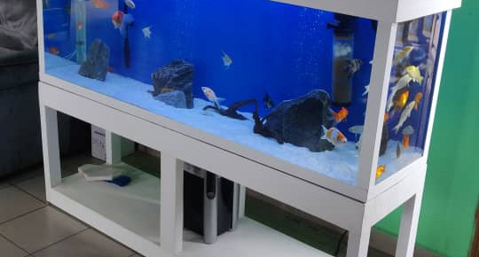 aquarium Aquarium , de KevinShop229