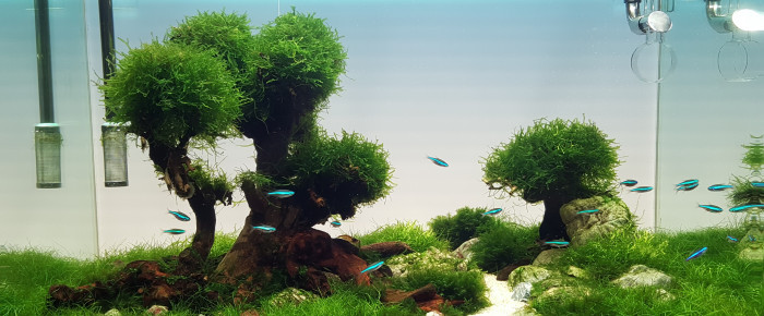 aquarium Aquascape , de Therymoise