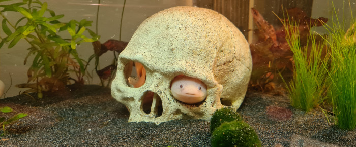 aquarium Le Petit , de Surimi