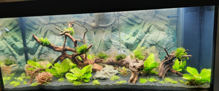 aquarium amazonien 66 , de Chph51