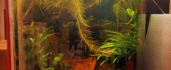 aquarium Blues Saphirs , de kali29