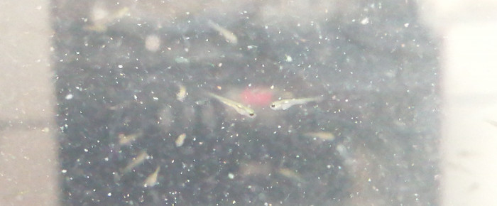 aquarium les bébés , de Angeldory
