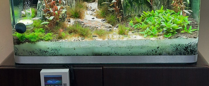 aquarium ramirezi , de euldinque59