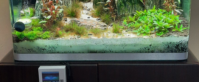 aquarium ramirezi , de euldinque59
