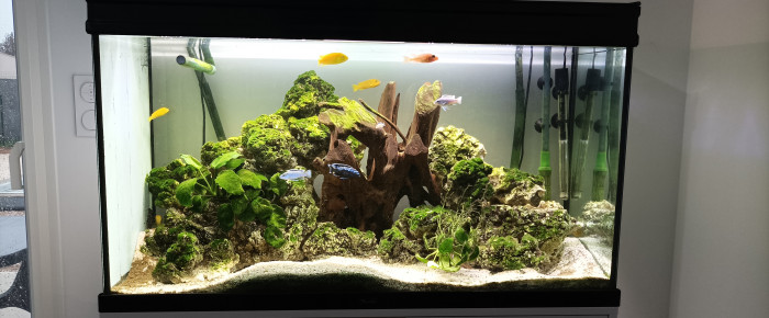 aquarium Malawi 250L , de Lohachata