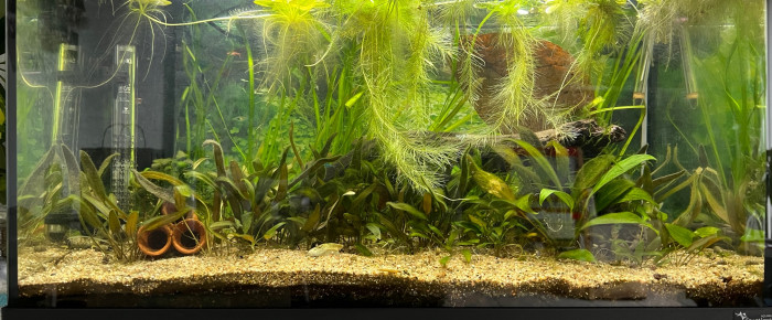 aquarium Low tech 60l , de rezga55