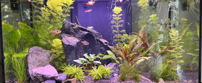 aquarium Sam 60L , de Sam33