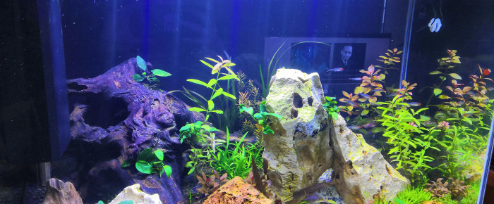 aquarium Amazonien , de Blondie25