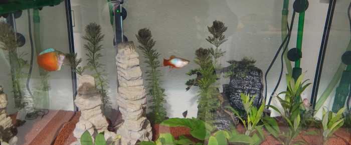 aquarium deco , de deco