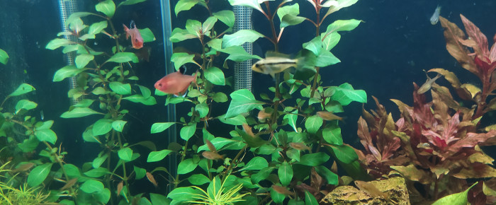 aquarium 44-Amazone , de Lastrucci