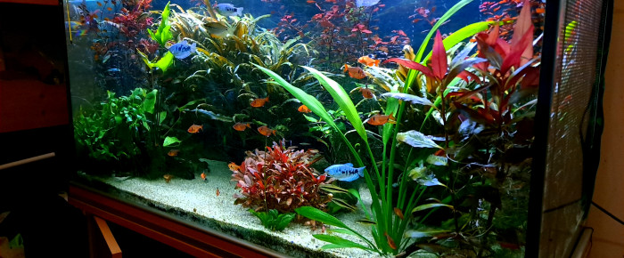 aquarium 300 L , de Romain76250