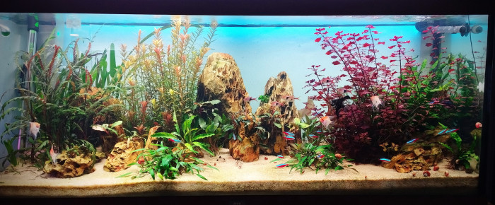 aquarium nouveau bac asia 240l , de bryce