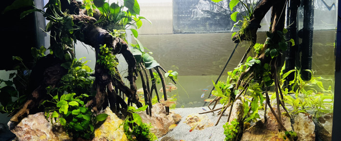 aquarium Osaka racines et anubias , de Jimjim