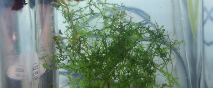 aquarium Reproduction Betta , de Ryuu