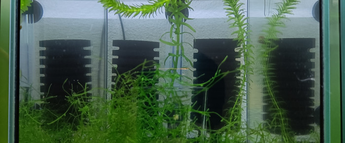 aquarium 333 01 Male Aphyosemion striatum Ncolamvan GEMHS 00-33 , de Killi26